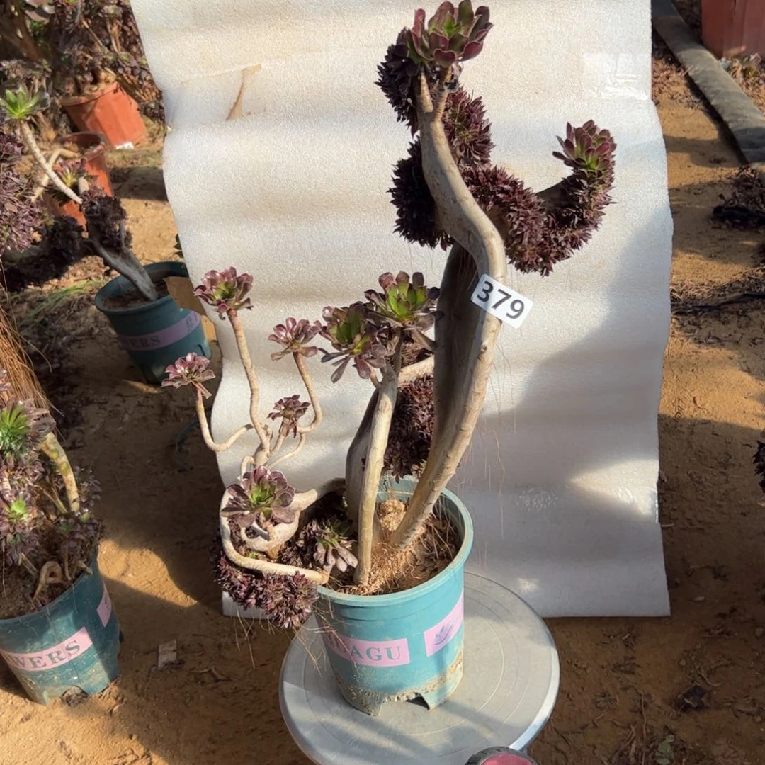 大***肉有伤黑缀双翅膀379高度45厘米