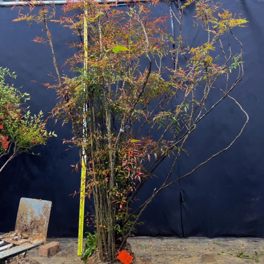 完全开放明*南天竹南天竹南天竹