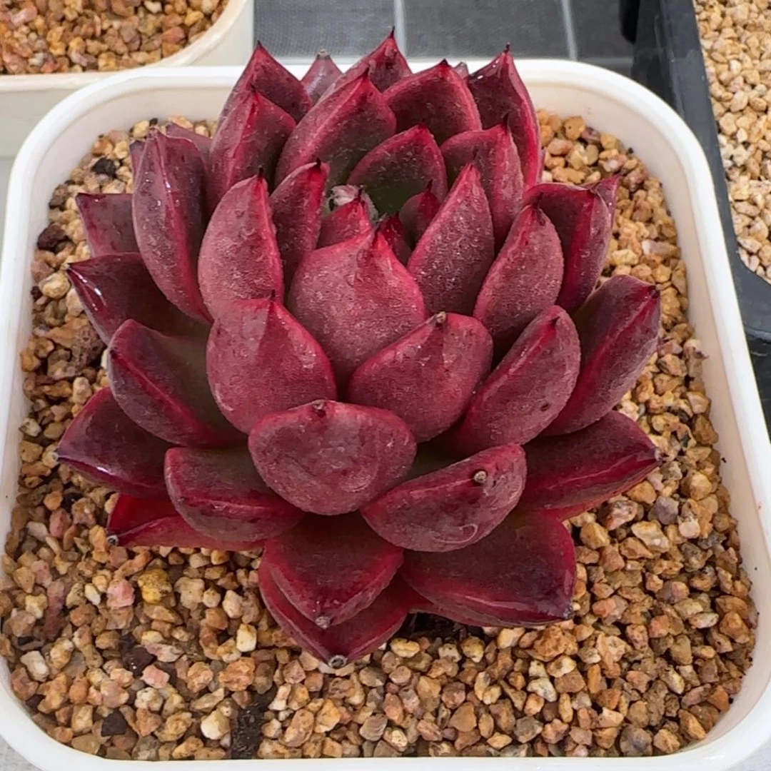 从前慢花园精选多肉粉钻