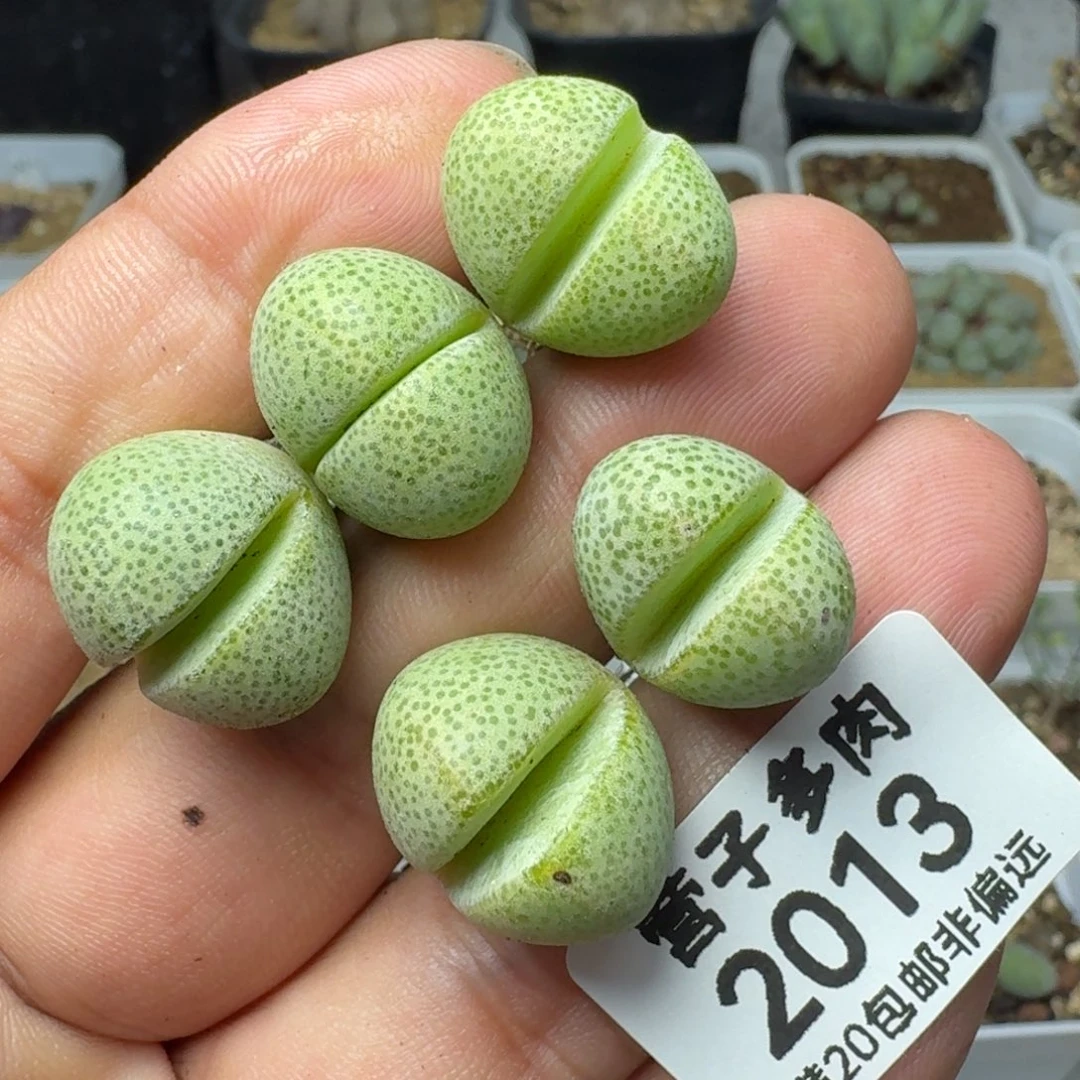 绿帝玉。