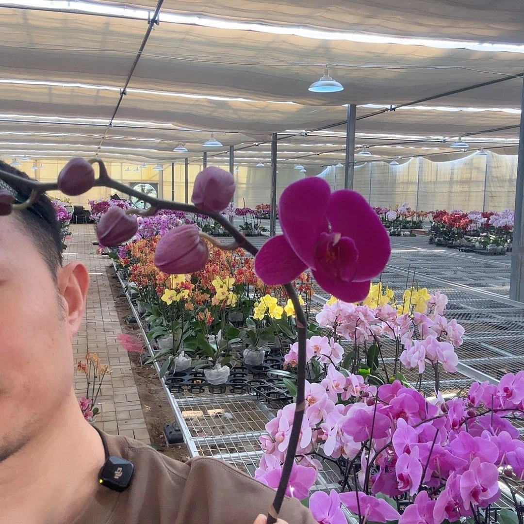 完全开放大辣椒捡漏