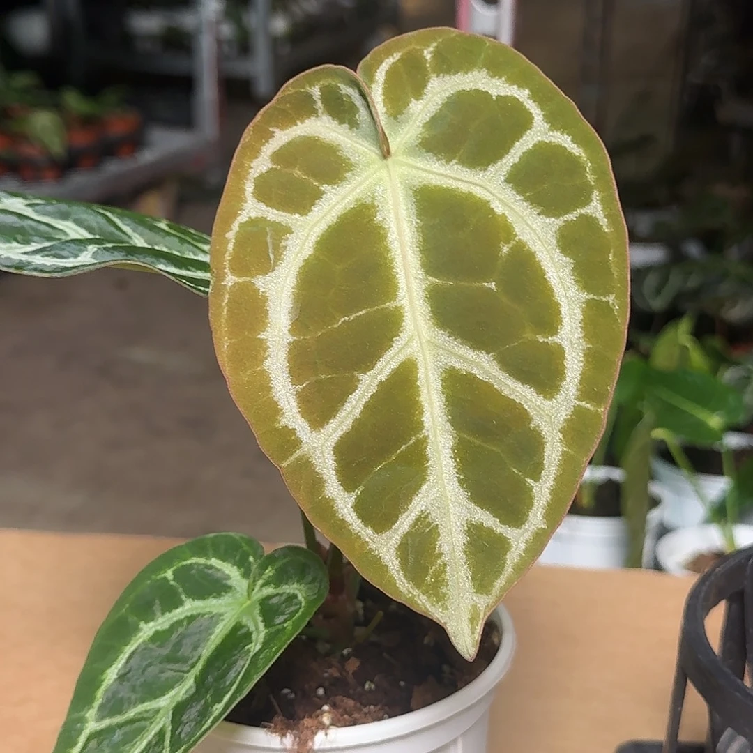 完全开放Z52花烛一物一拍