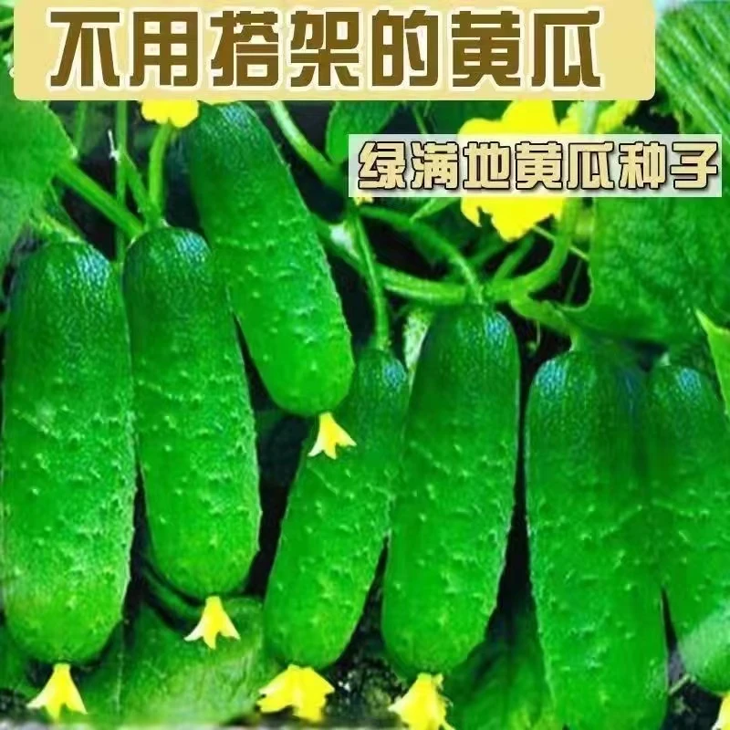 【满地爬水果瓜】满地爬不搭架水果瓜旱瓜种子免搭架