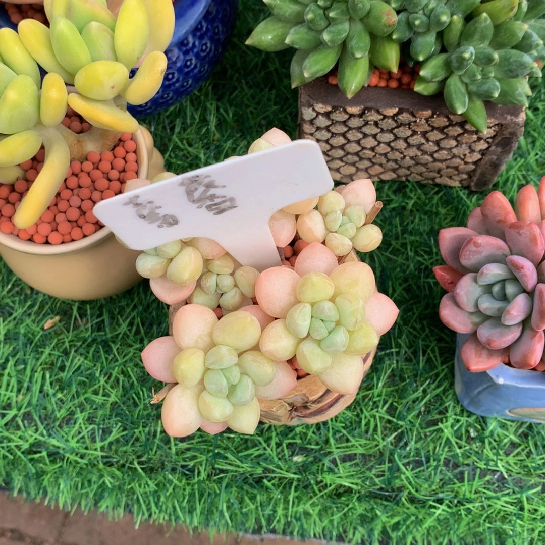 夏***至多肉植物727373737383