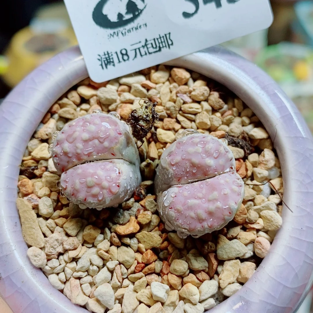 生石花花花花花花花花345