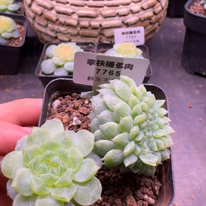7765纸鸢缀化一物一拍5cm盆