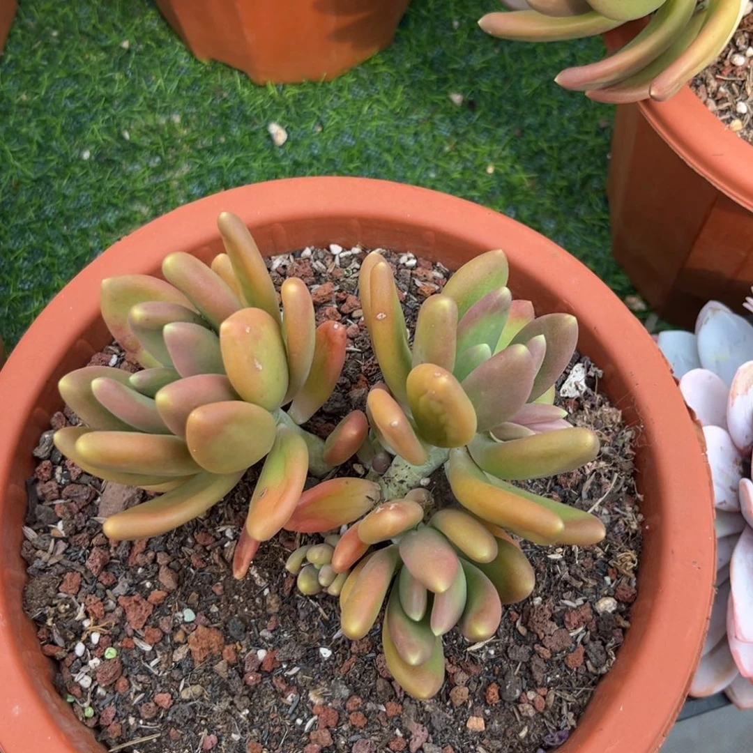 多肉植物金蟾196