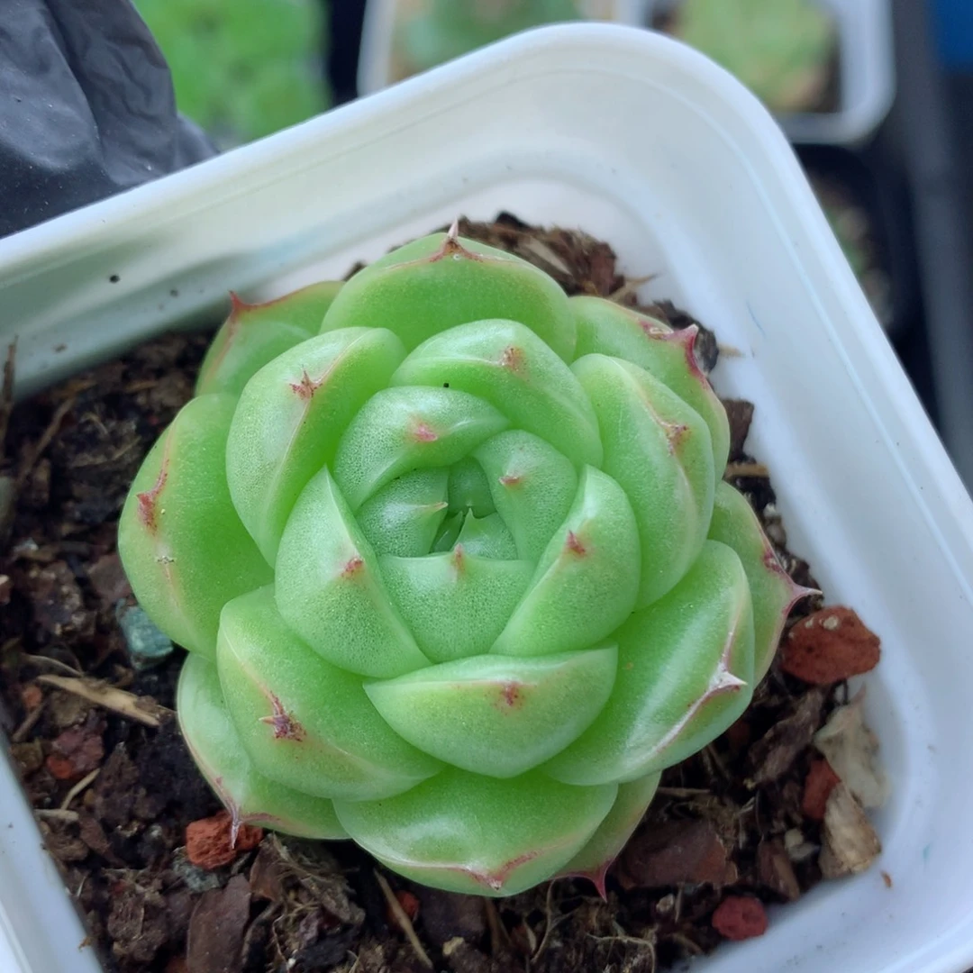 58包邮  群生不包整麦秆54