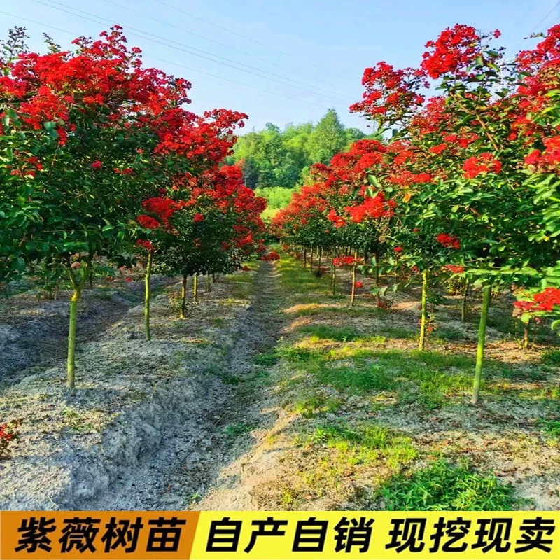红火箭紫薇花树苗百日红紫薇树大树庭院别墅地栽天鹅绒紫薇树苗