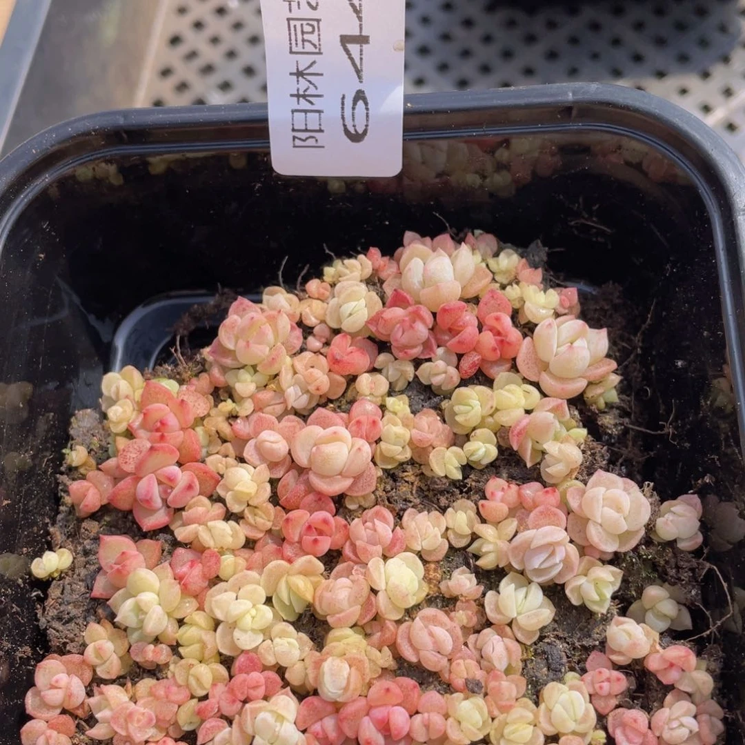 多肉植物多肉植物644