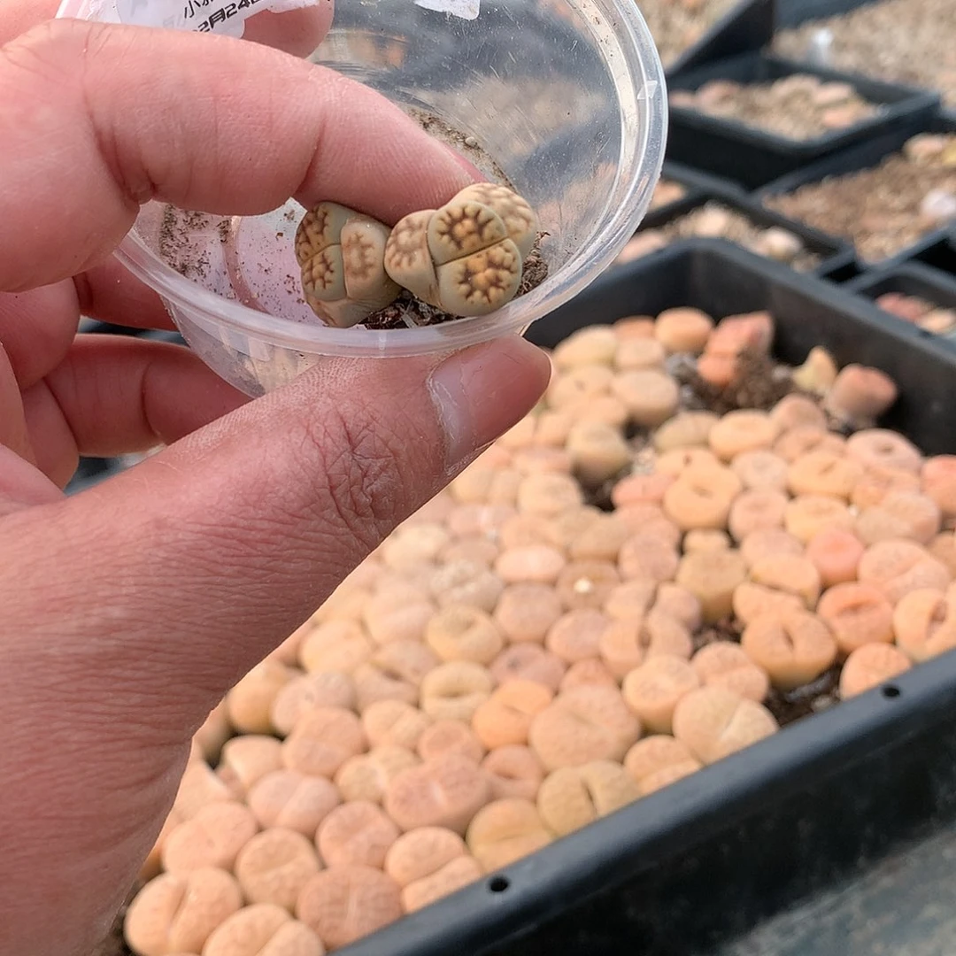 一*A136多肉植物保护研究所