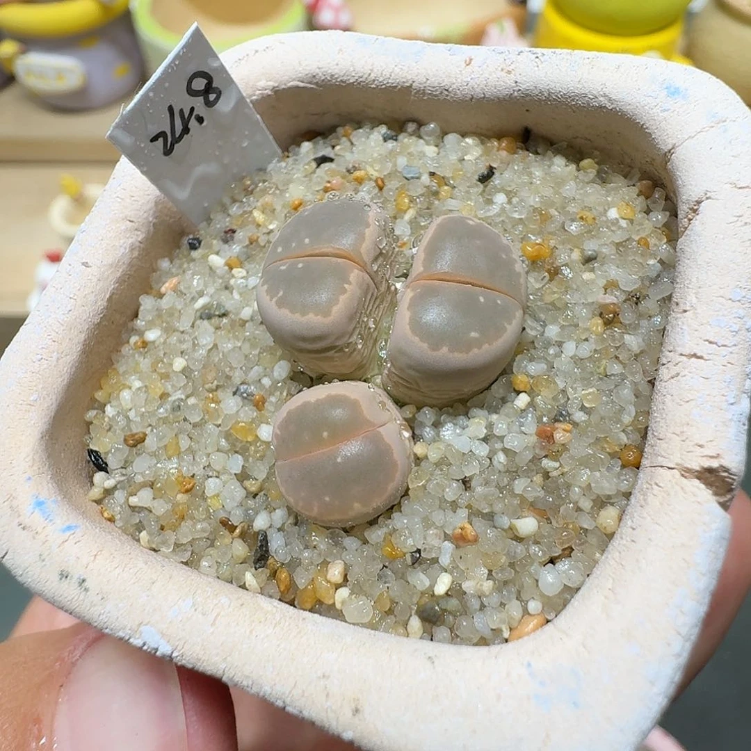 蘑菇547橄榄橄榄