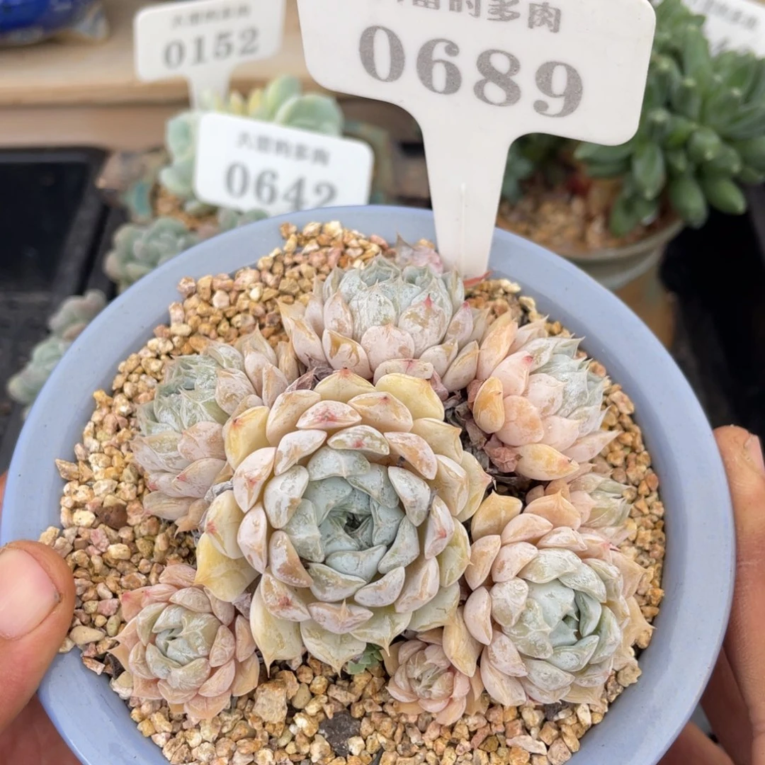 0689玛丽贝尔不带盆9厘米