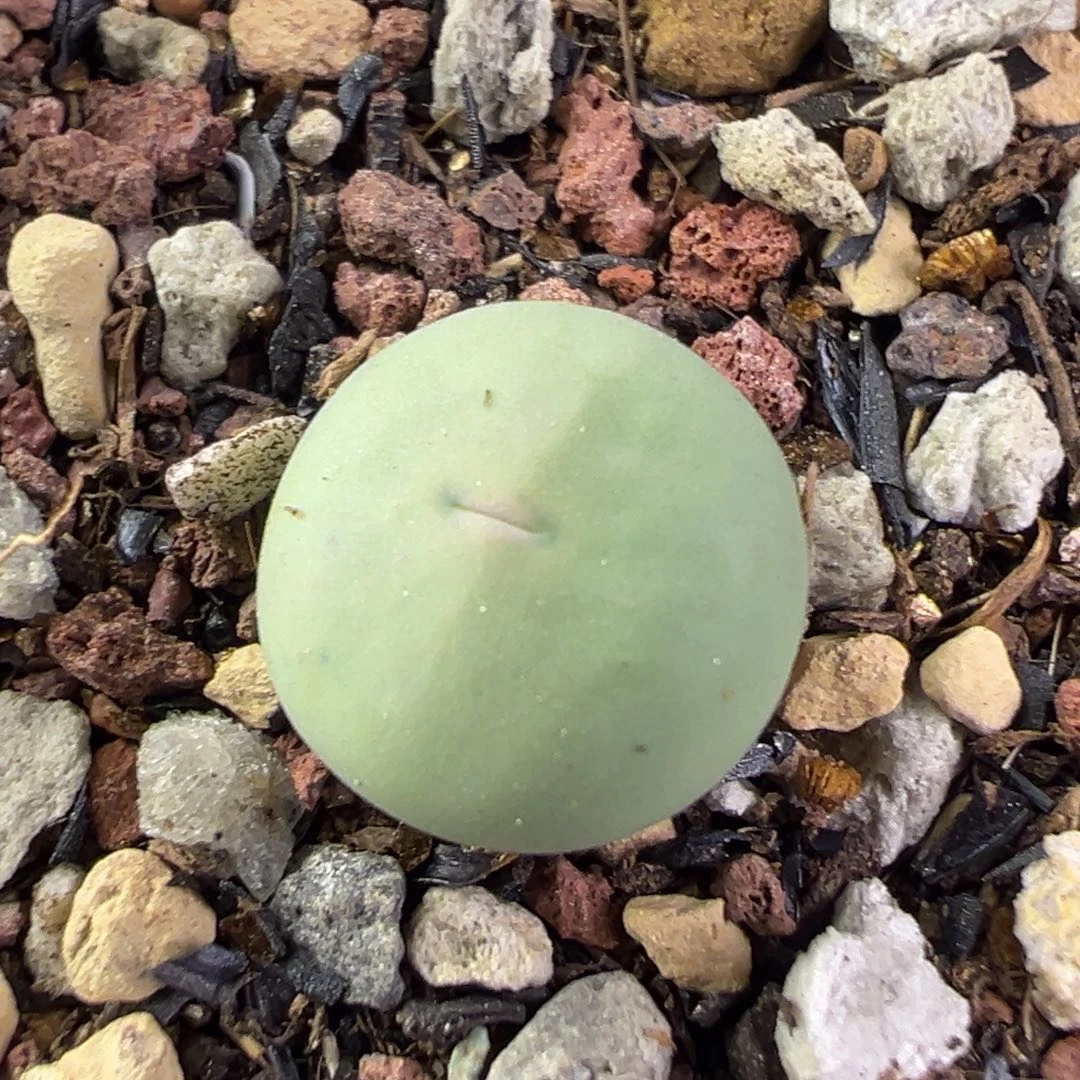 23v嘴小苗一物一拍包