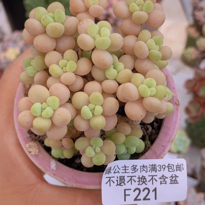 花朵鱼子酱7cm221多肉植物