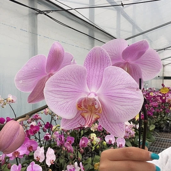 完全开放A102超长花絮