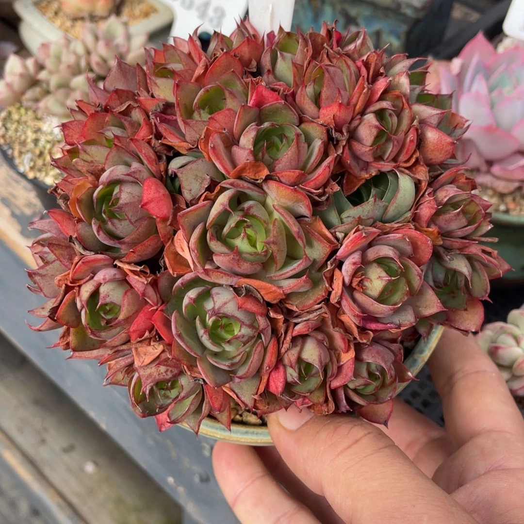 0121央金不带盆13厘米