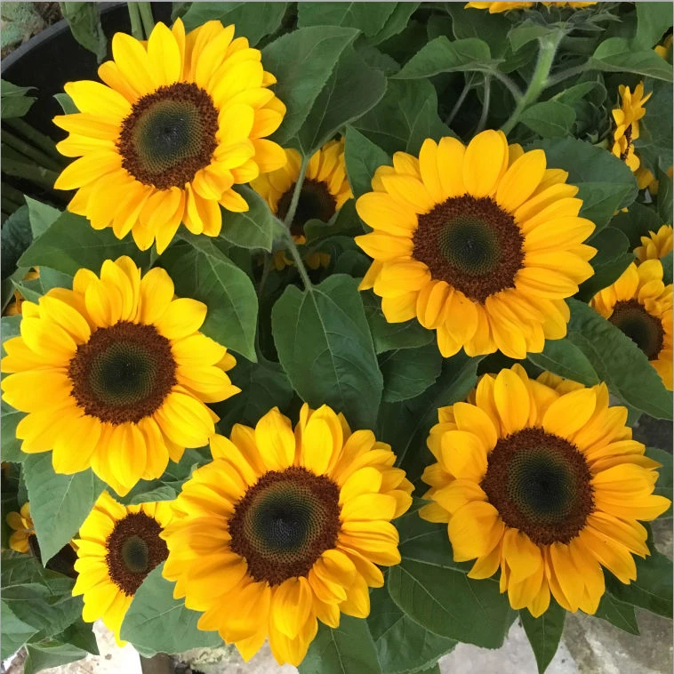 【向日葵】太阳花新鲜鲜花花束云南鲜花基地直发适合客厅装饰