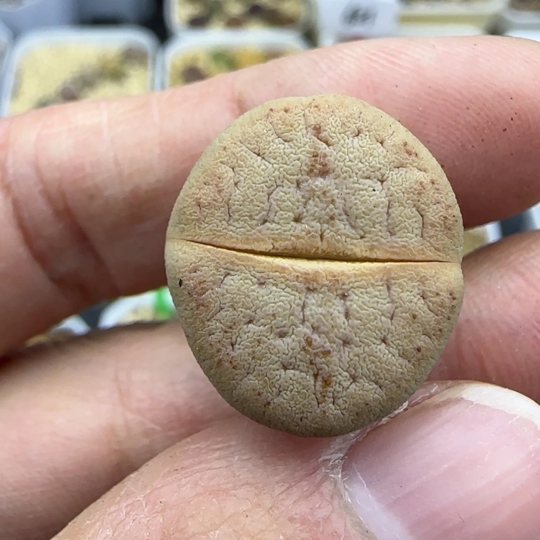 720 猪皮清框福利30包邮