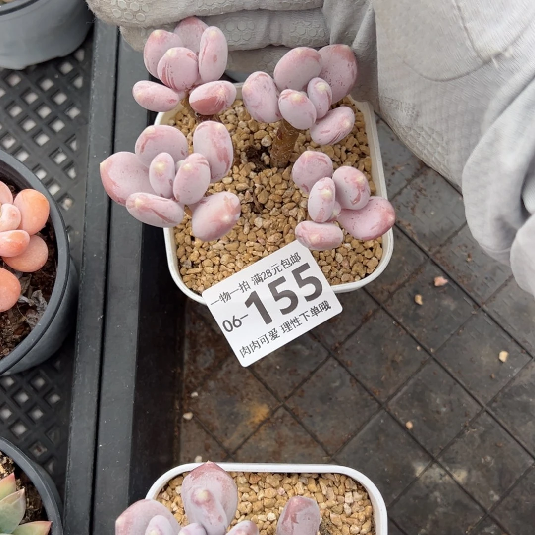 稻田姬多肉多肉多肉多肉