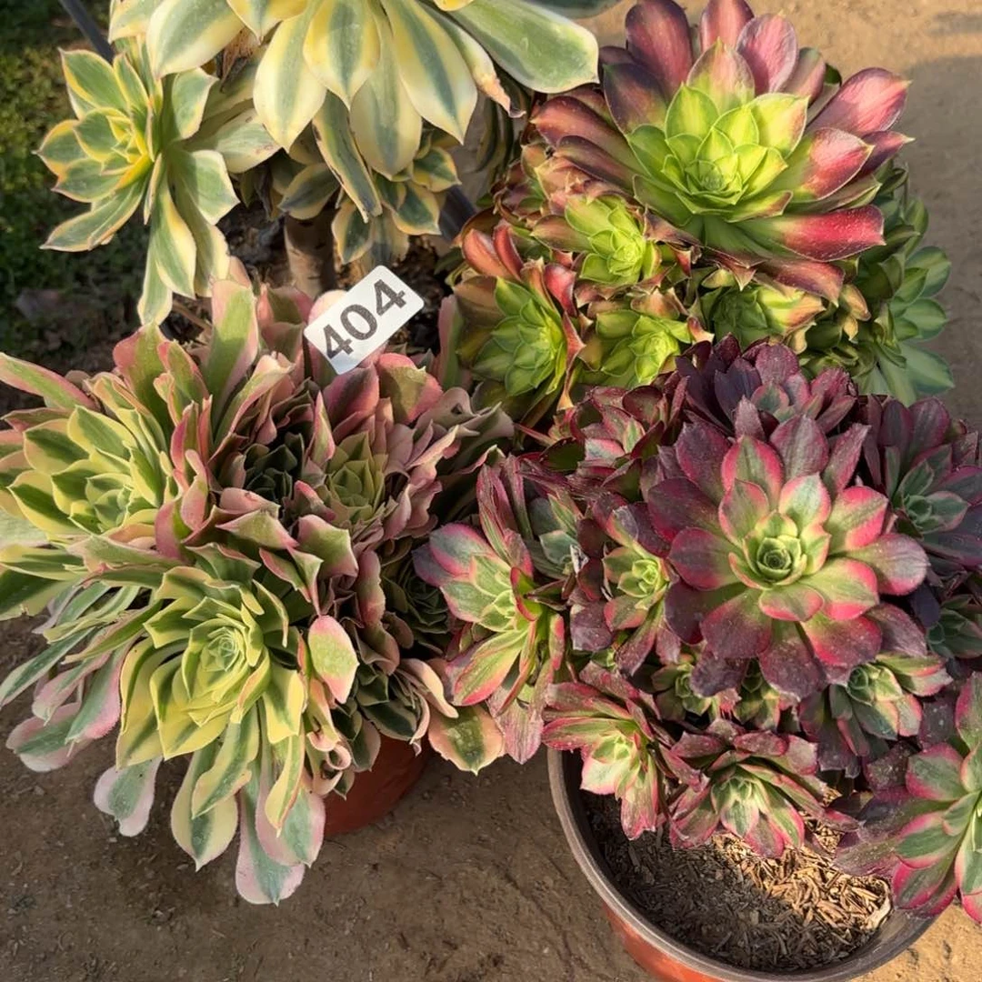 404法师套餐4棵不包损