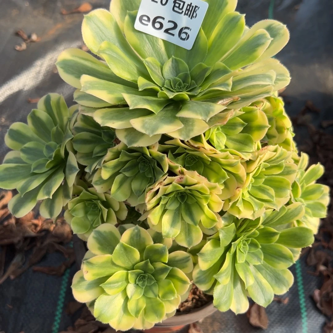 626金丝翡翠，满20包邮嘟叮熊