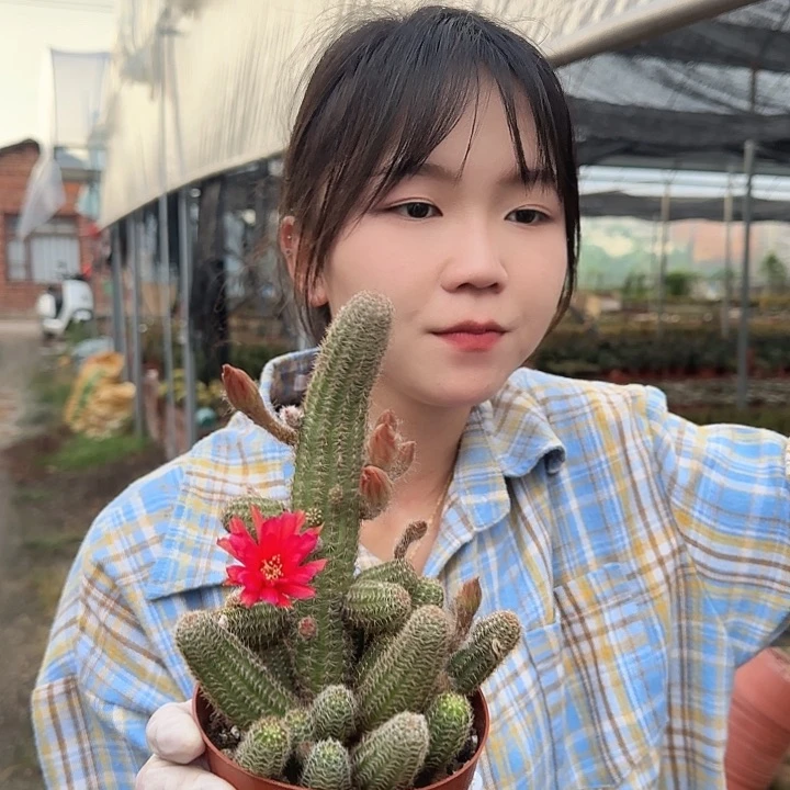 红花白檀（掉头掉崽不售后）