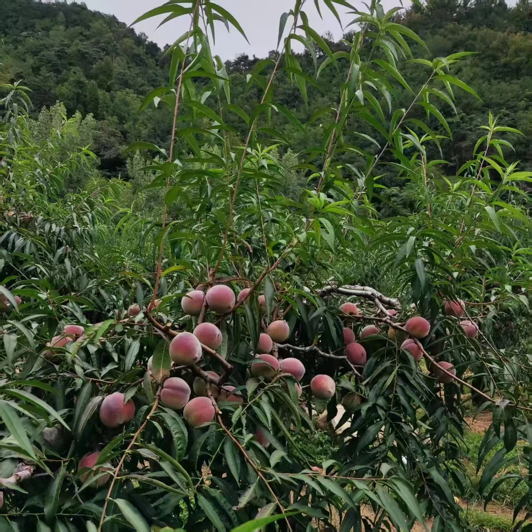 尝鲜小果(1斤装)山东青州蜜桃新鲜采摘脆甜爽口离核