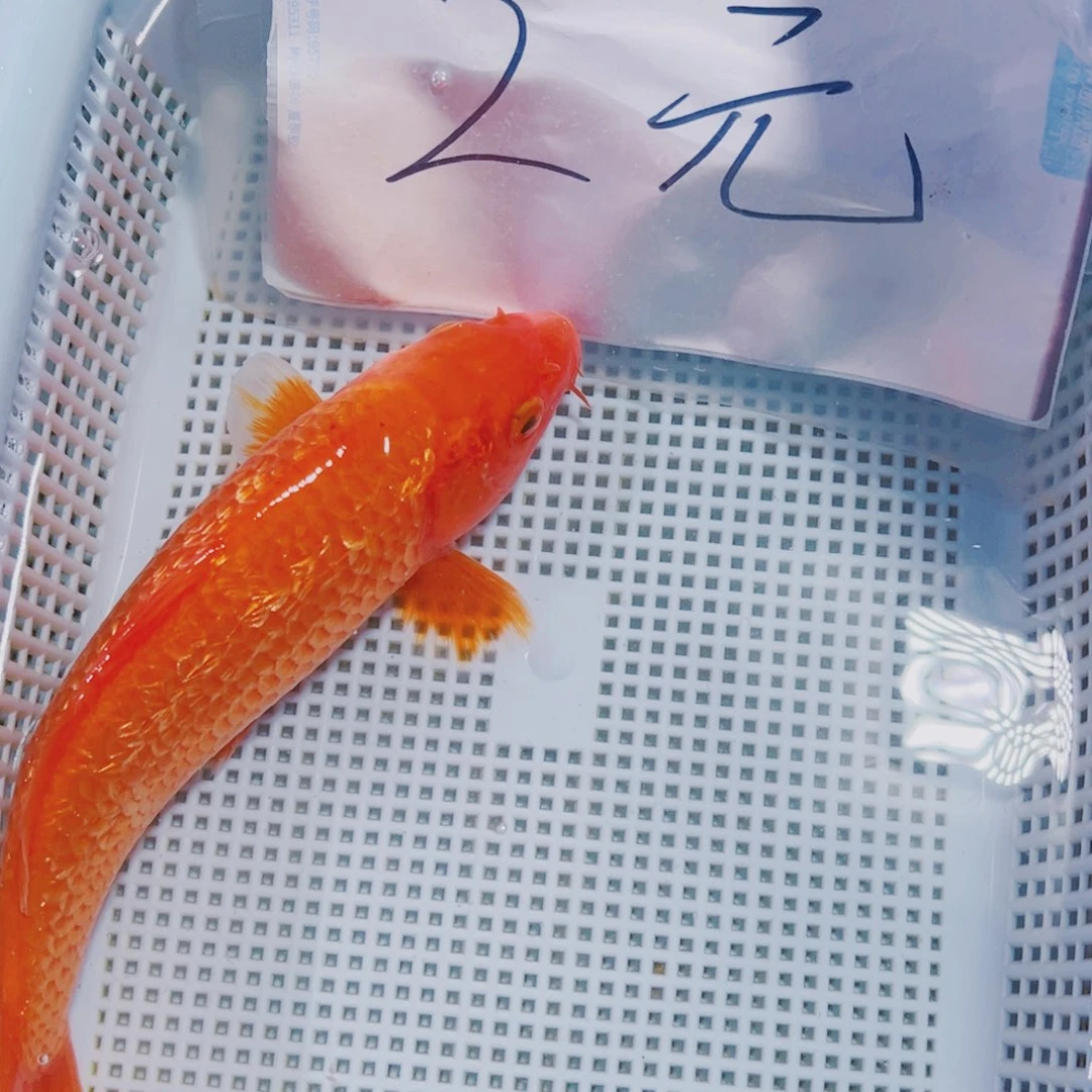 海水鱼锦鲤观赏鱼