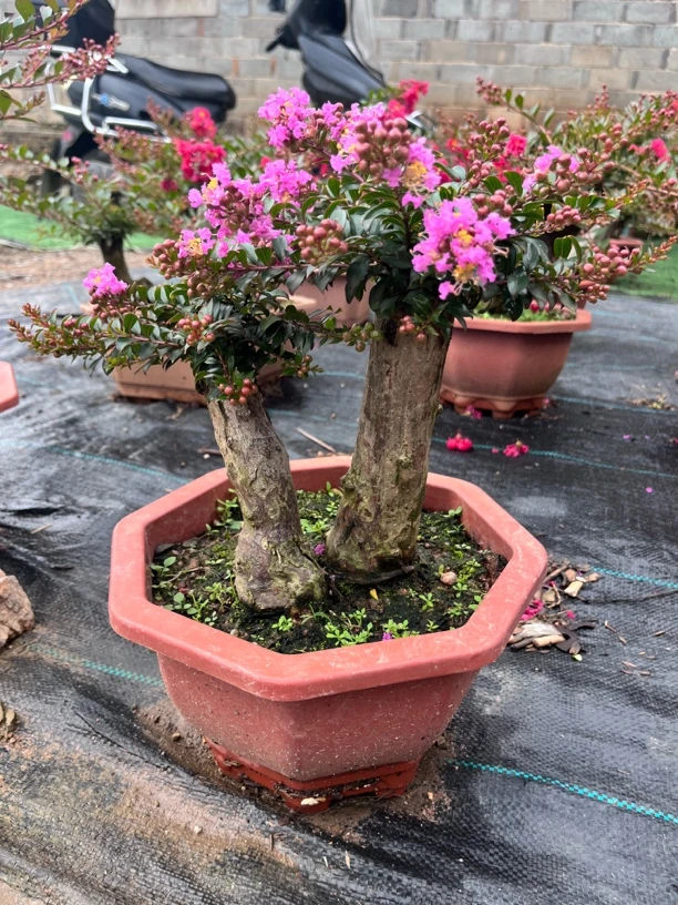 花卉、金紫薇花、赤楠、映山红精品盆景盆栽（一物一拍）