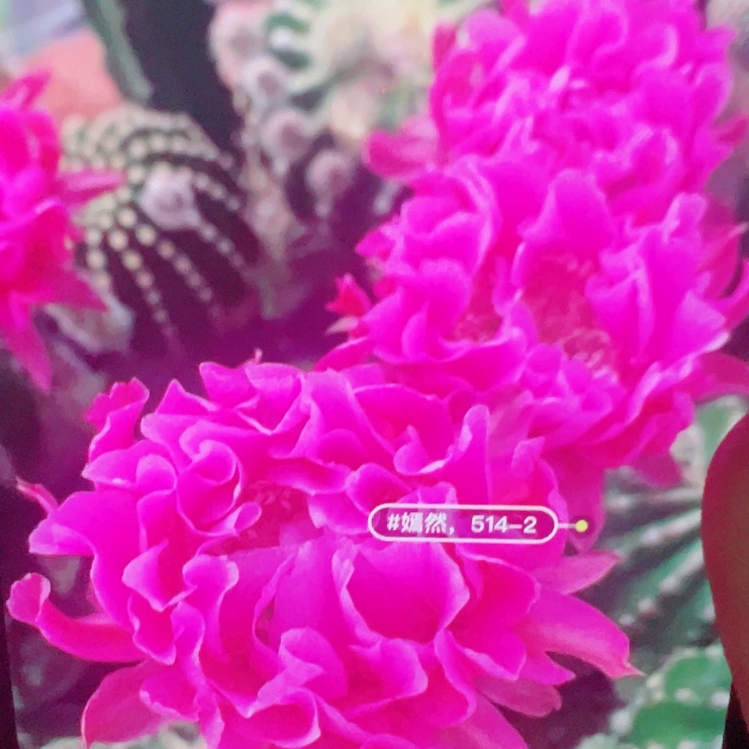 彩草嫣然 侧芽 厘米满20包邮