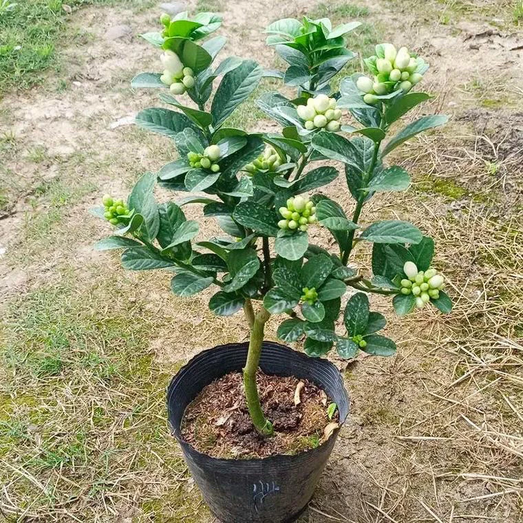 金佛手树苗盆栽带花苞果实室内阳台绿植盆景室外观赏植物送礼