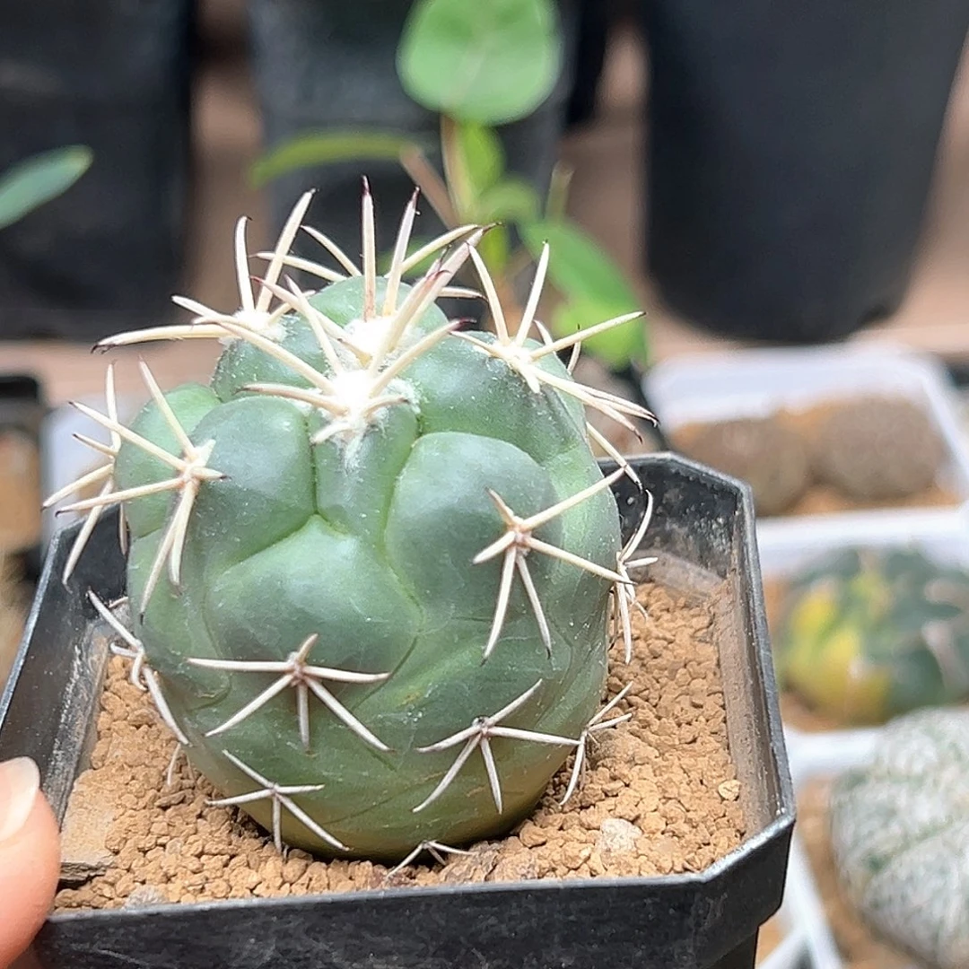 无花朵大象馆龙角冠