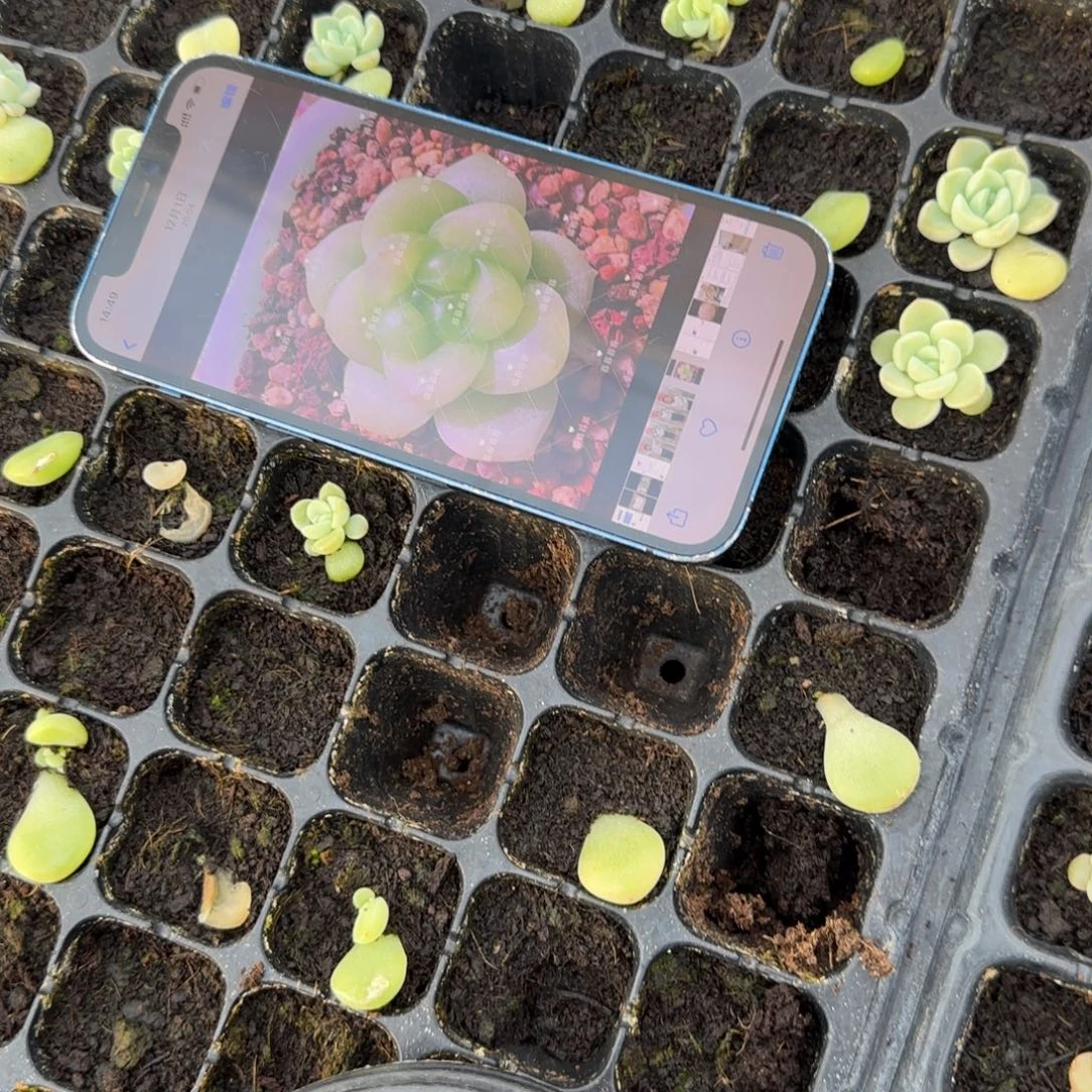 冰心财富穴一个满25包邮