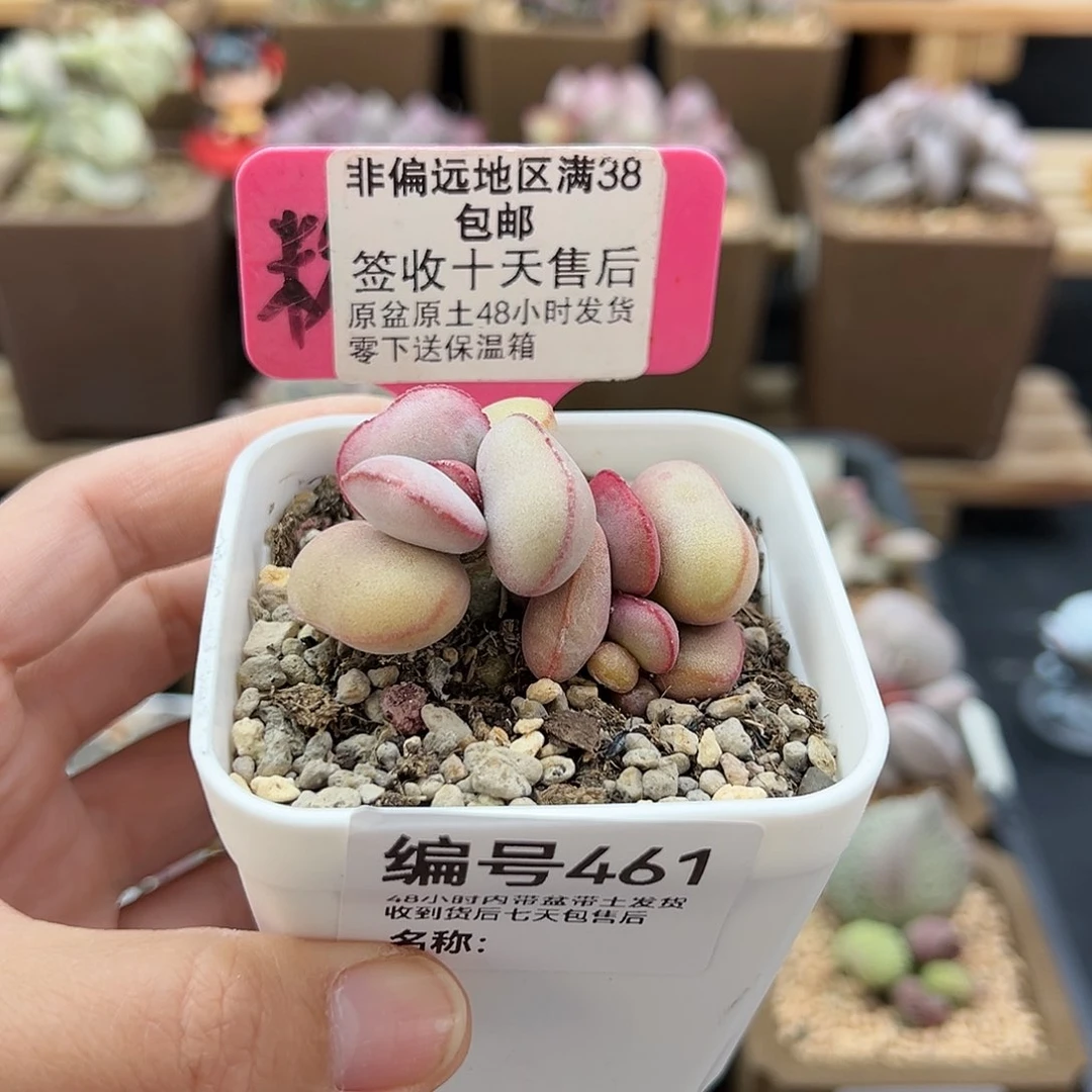 欢****3461白肌红蛋多肉