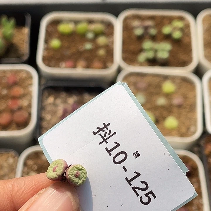 咔*10-125肉锥多肉植物