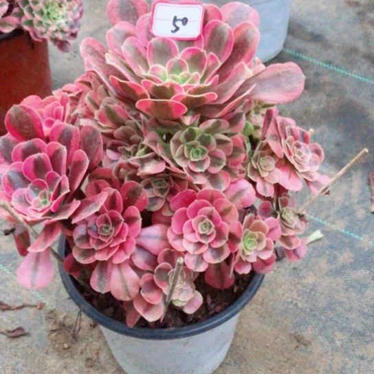 岁***好无花朵美杜莎法师多肉植物50号