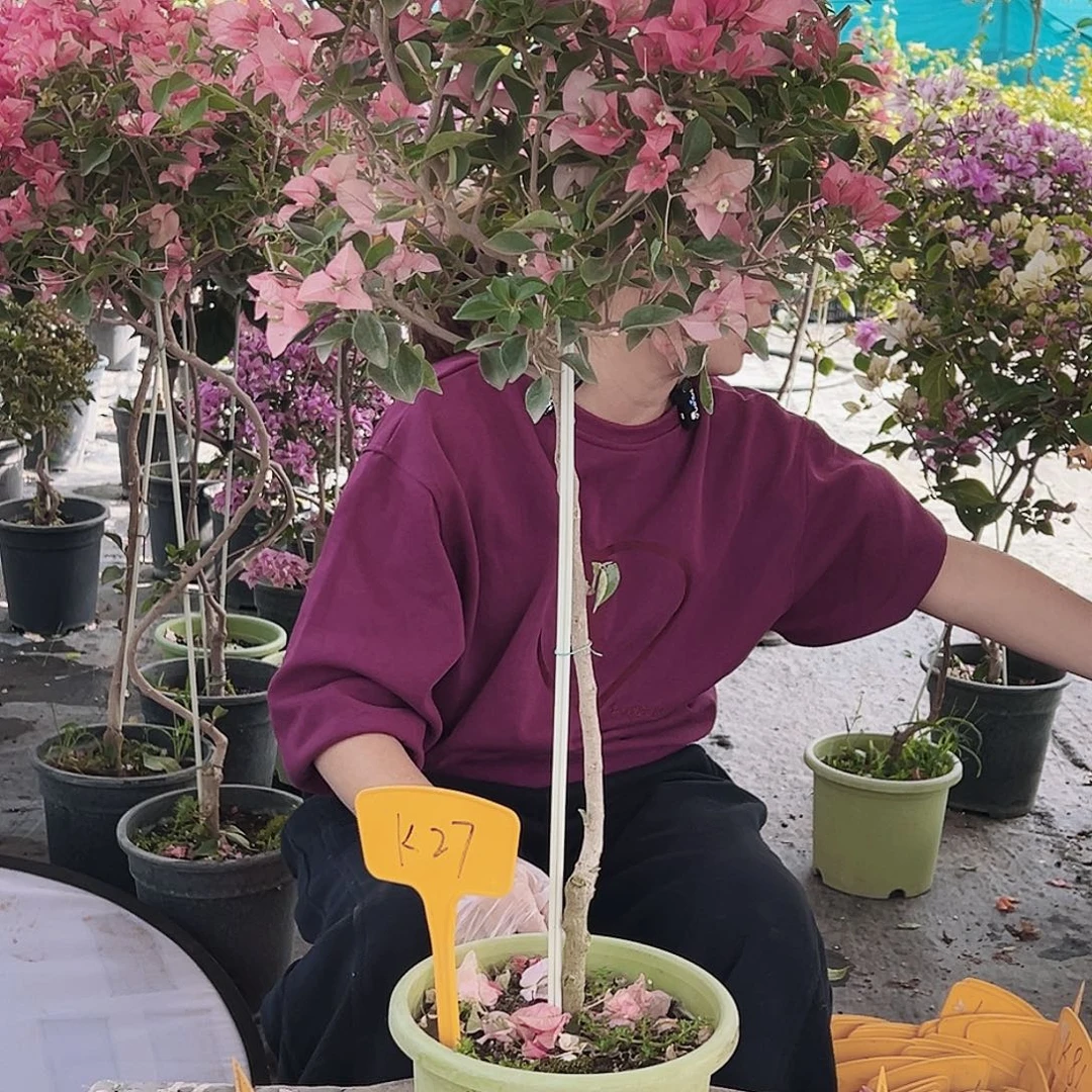 芋***2大部分花苞少量开放K27卡亚塔