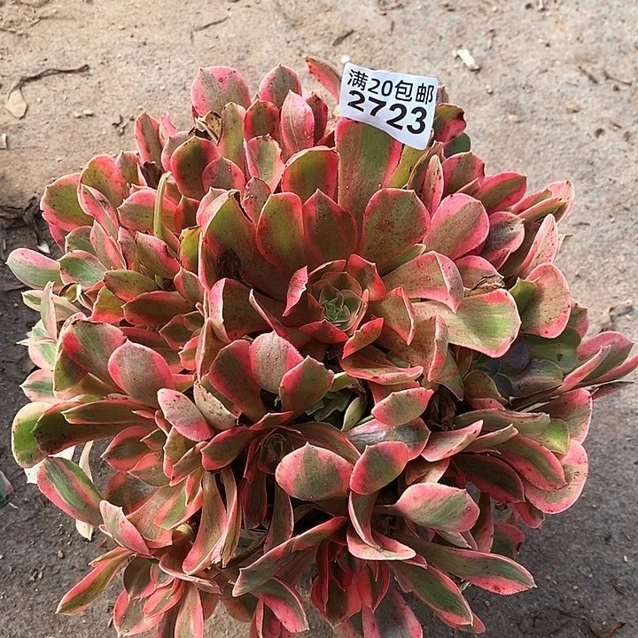 2723 一颗粉女巫