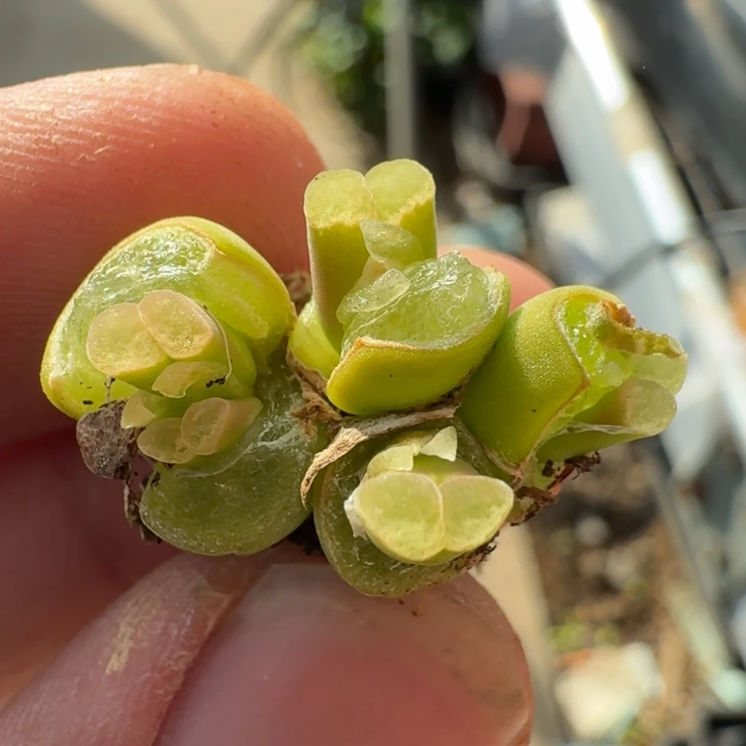 云缦精品番杏20.6骚粉天鹅绒