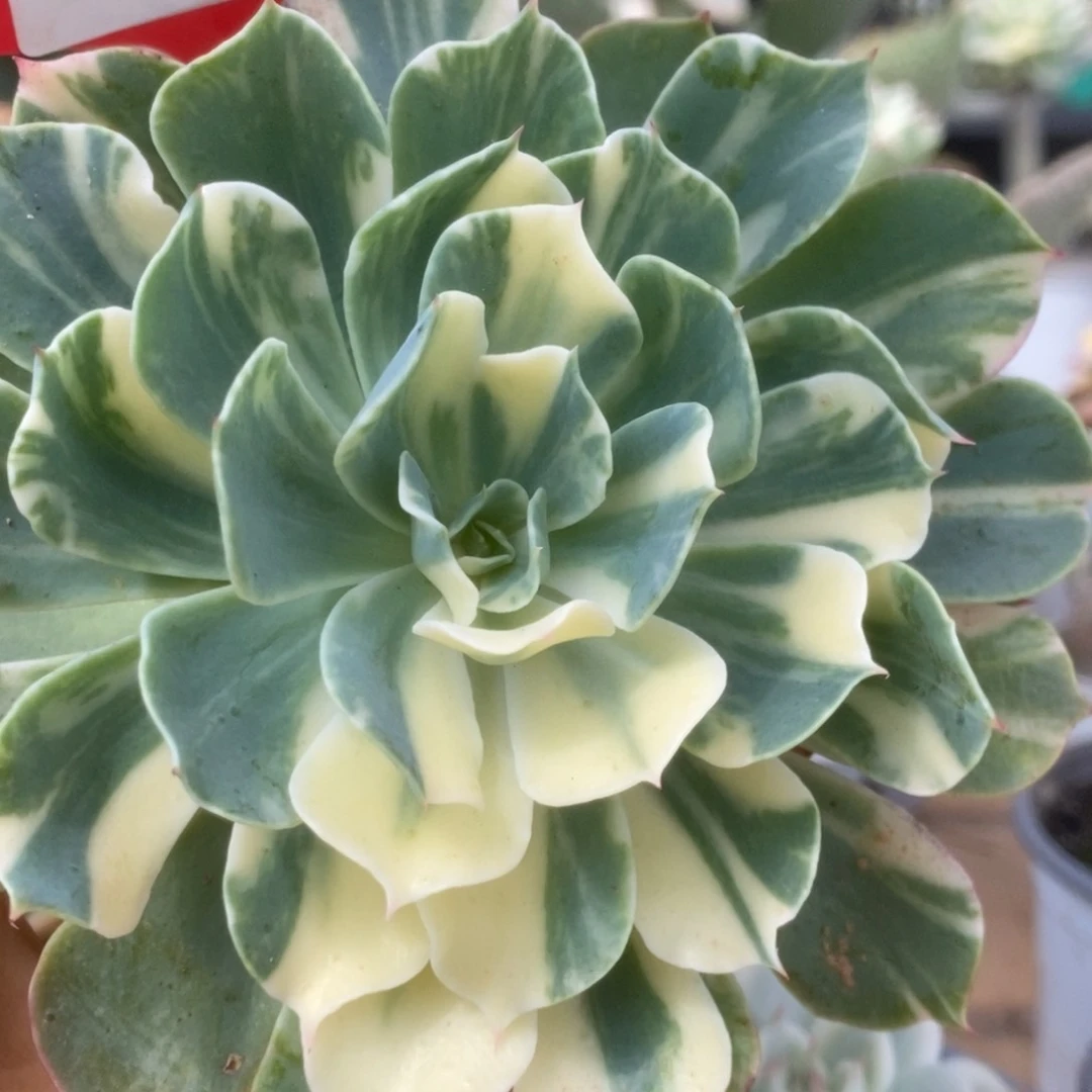 191海啸锦锦锦锦锦锦