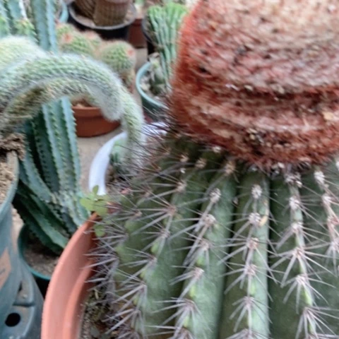 黄金云仙人球40米仙人球