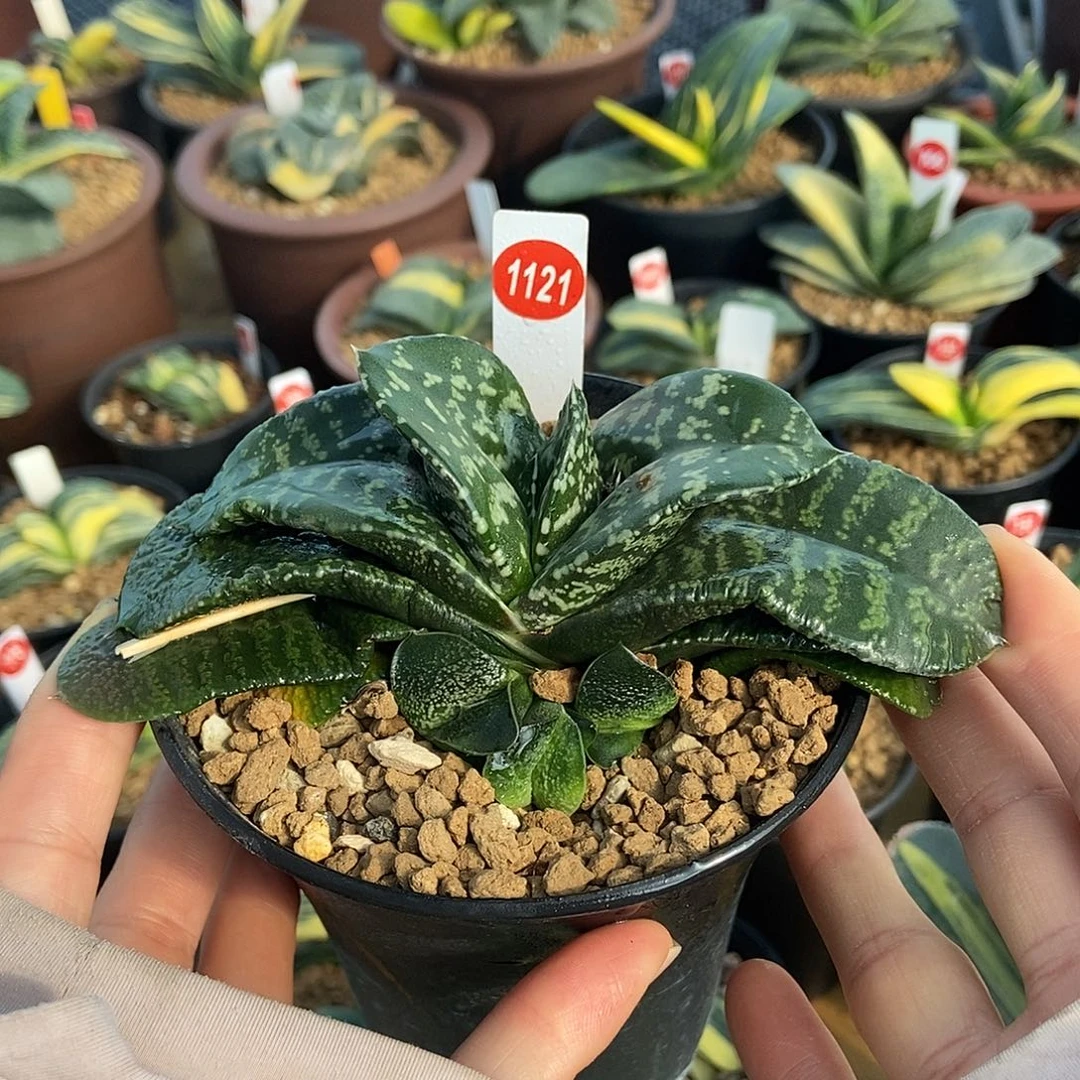 1121卧牛实生锦带盆发货