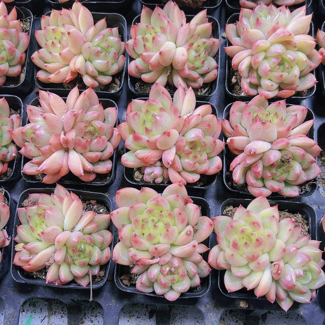 双头明朗珍妮带盆带土19包邮