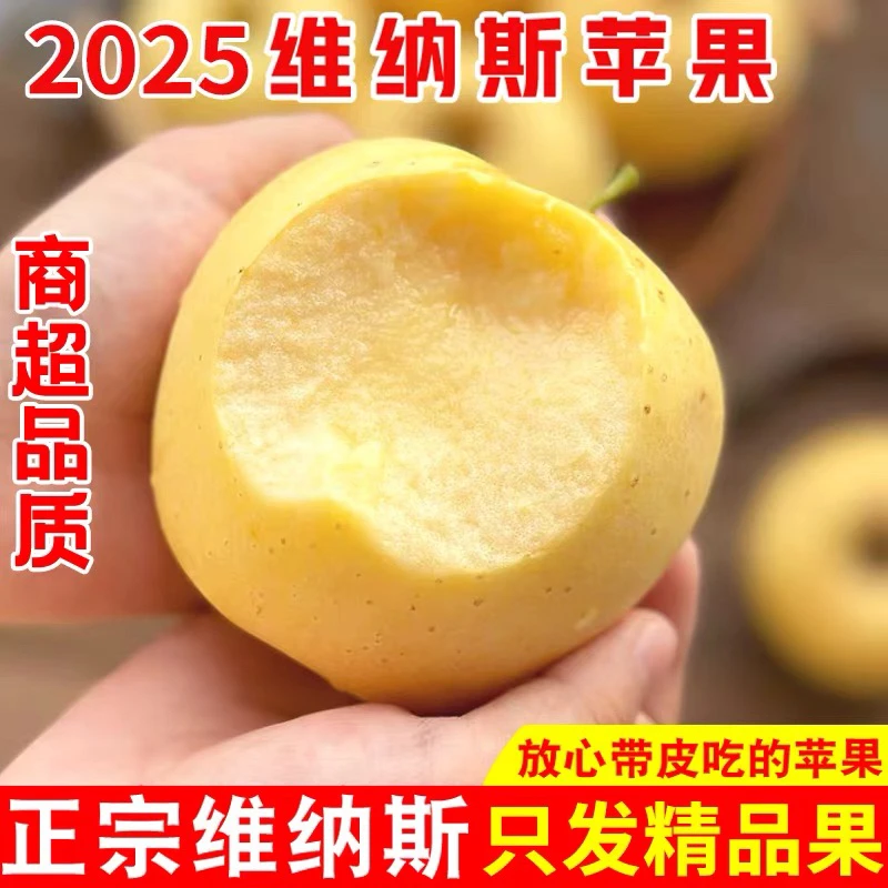 黄金维纳斯苹果新鲜水果正宗当季整箱甜奶油苹果山东孕妇烟台时令