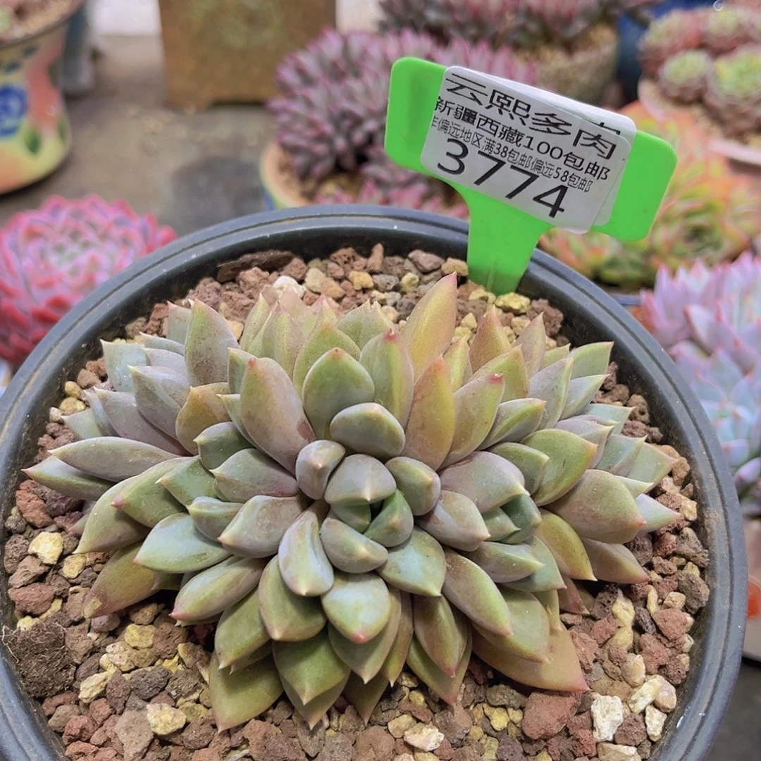 3774红象牙多肉植物