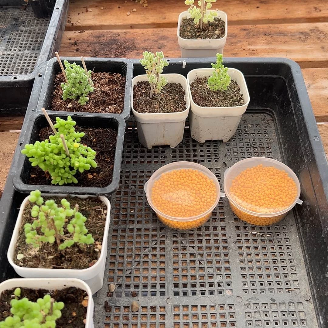 枝干番杏多肉植物470