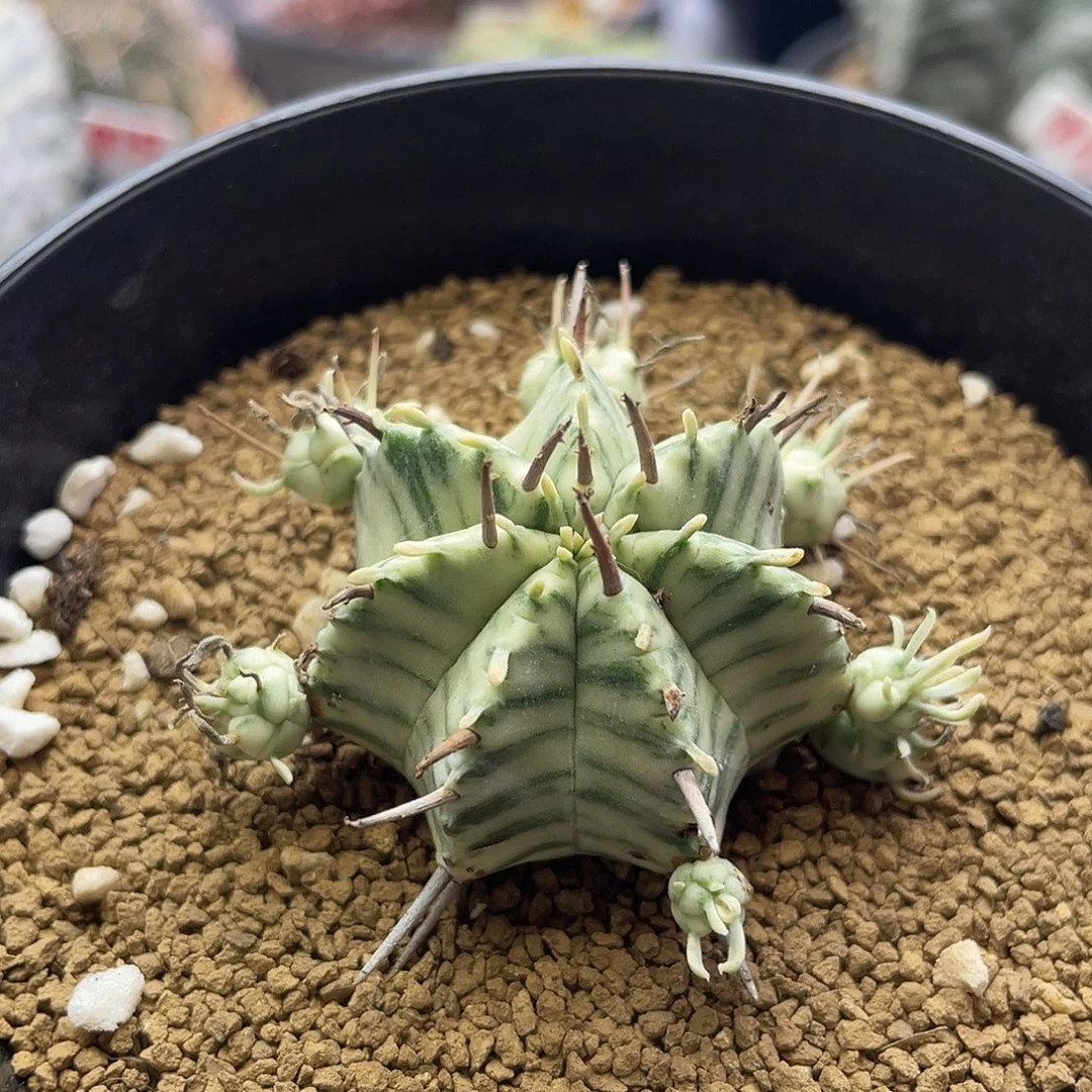 斑马锦大戟送侧芽