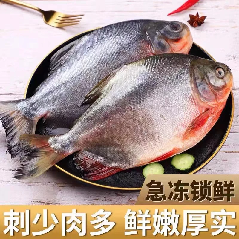 鲜活速冻红鲳鱼 每条500-600g肉质鲜嫩肉厚刺少