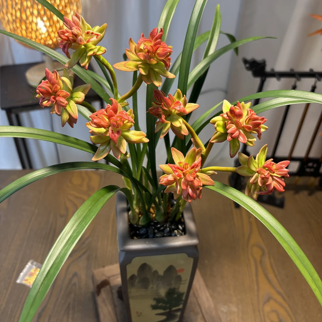 红牡丹 名贵三大奇花 高端兰花 每年开花非常香 好养绿植花卉